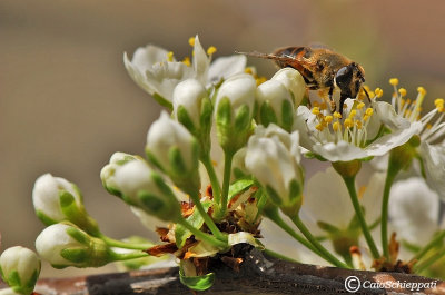 Eristalis tenax 