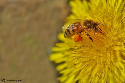 Apis mellifera