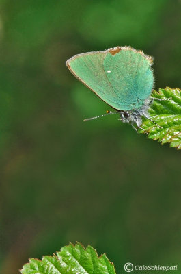 Callophrys rubi