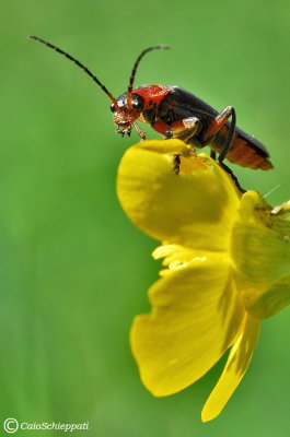 Cantharis rustica