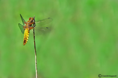 Libellula depressa(female)