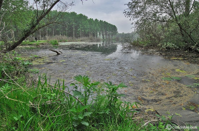 Lanca del fiume Po