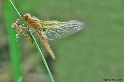 New life....libellula Fulva