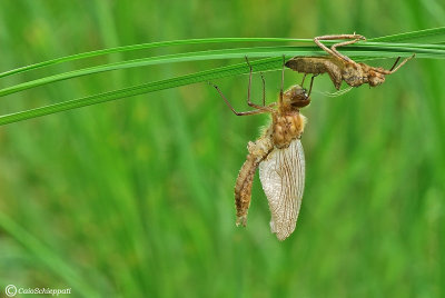 Libellula fulva