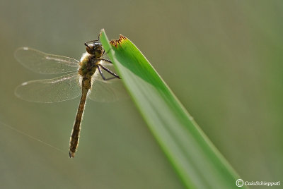 Libellula fulva