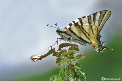 Papilio machaon