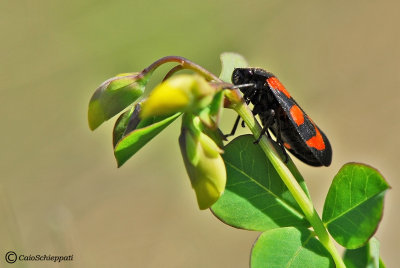 Cercopis vulnerata