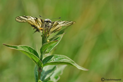 Iphiclides podalirius