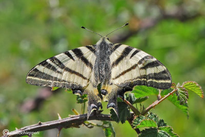 Iphiclides podalirius