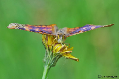 Apatura ilia