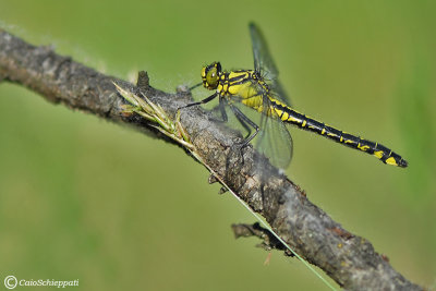 Gomphus vulgatissimus(female)