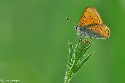 Lycaena dyspar