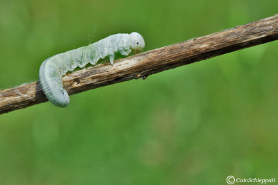 Larva di Cimbicidae