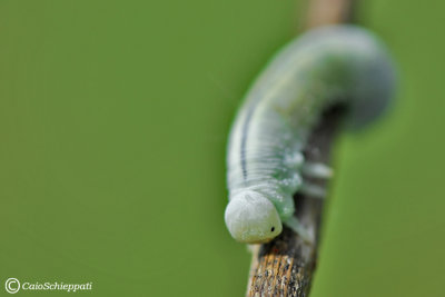 Larva di Cimbicidae