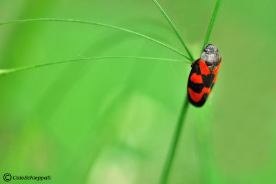 Cercopis vulnerata