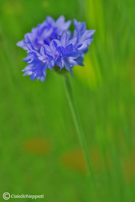 g9/43/1144643/3/155667611.N8aE2Kjx.jpg