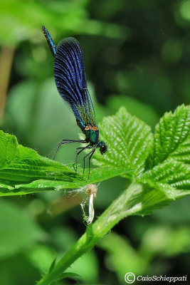 Calopteryx virgo