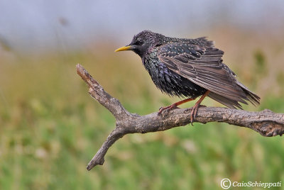 Starling(Sturnus vulgaris)