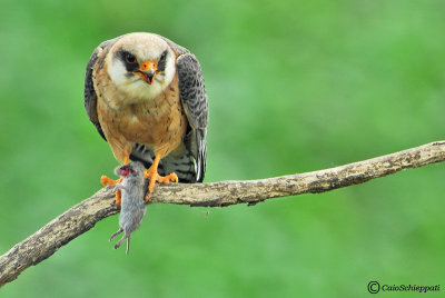 Red footed falcon(female)