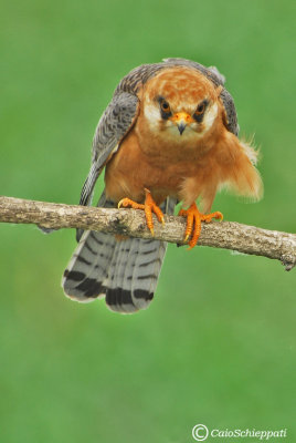 Red footed falcon(female)