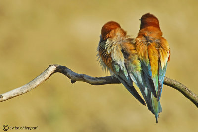 Bee-eater (Gruccione)
