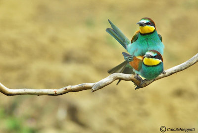 Bee-eater (Gruccione)-mating
