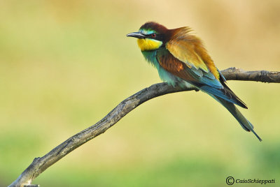 Bee-eater (Gruccione)