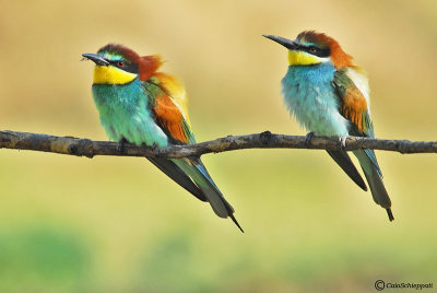 Bee-eater (Gruccione)