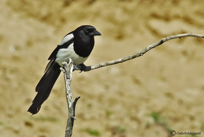 Magpie (Gazza)