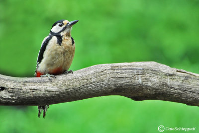 Great spotted woodpecker (Picchio rosso maggiore)
