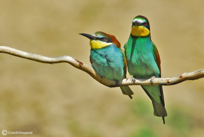 Bee-eater (Gruccione)