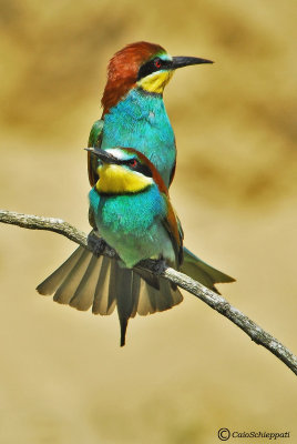 Bee-eater (Gruccione)-mating