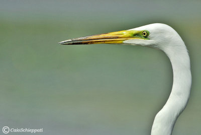Great egret (Airone bianco maggiore)