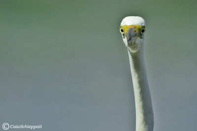 Great egret (Airone bianco maggiore)