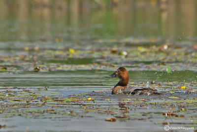 Ferruginous duck (Anatra tabaccata) 