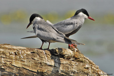 Whiskered tern (Mignattino piombato)