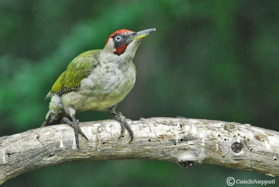 Green woodpecker (Picchio verde)