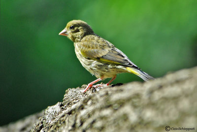 European greenfinch (Verdone)