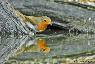 European robin(Pettirosso)