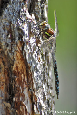 Aeshna juncea (male)