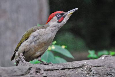 Green woodpecker (Picchio verde)