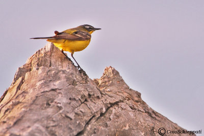 Motacilla flava (Cutrettola)