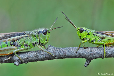 Stethophyma grossum(male and female)