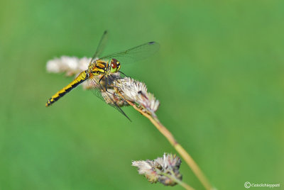 Sympetrum danae(female)