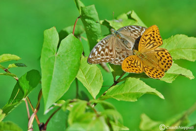 Argynnis paphia(male and female)