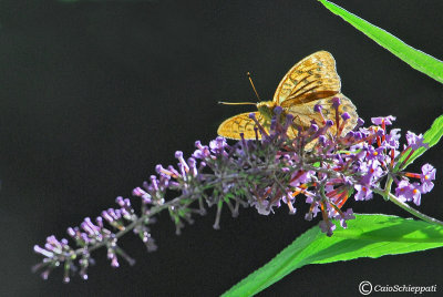 Argynnis paphia