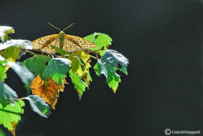 Argynnis paphia