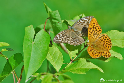 Argynnis paphia(male and female)