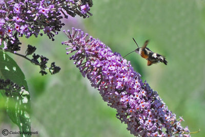 Macroglossum stellatarum