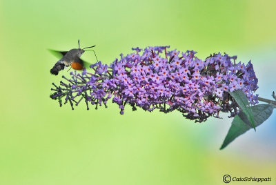 Macroglossum stellatarum